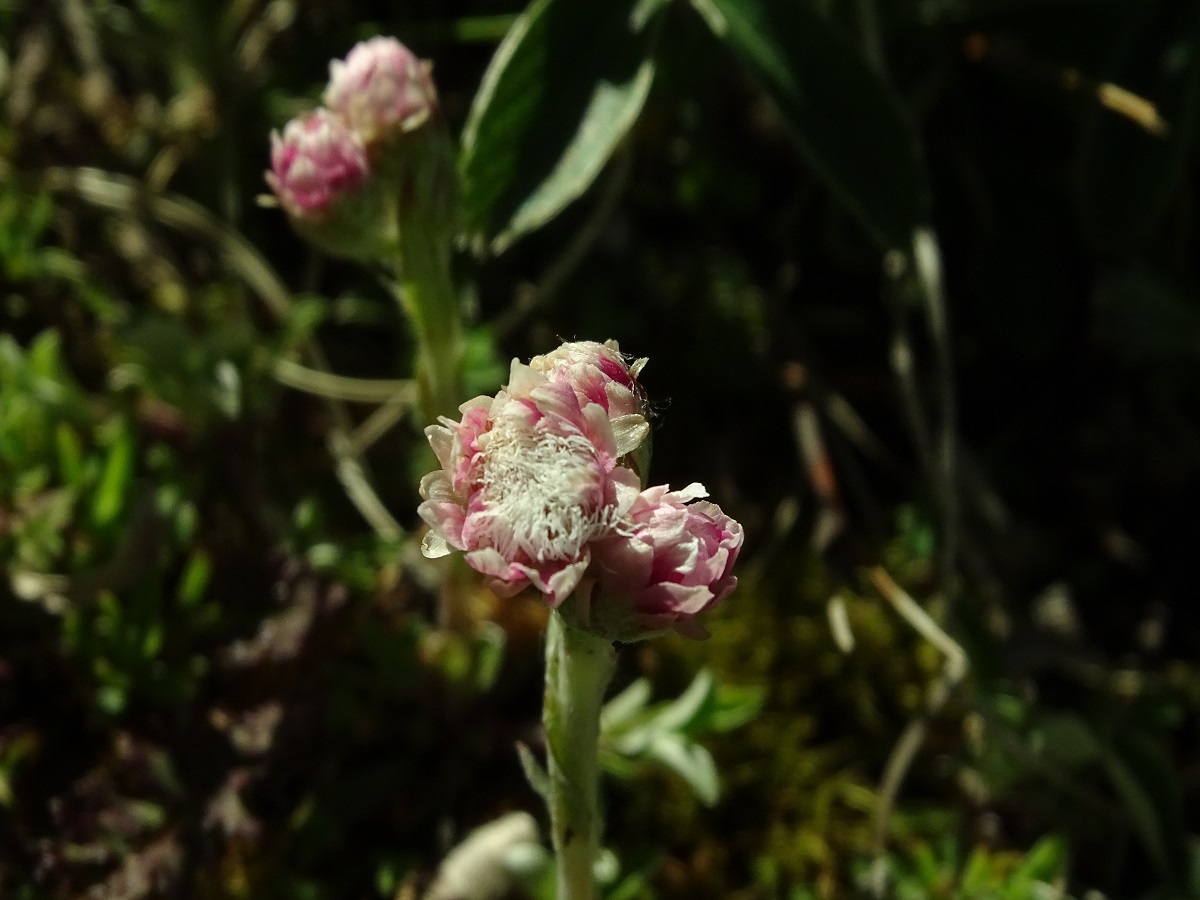 Antennaria dioica (Asteraceae)